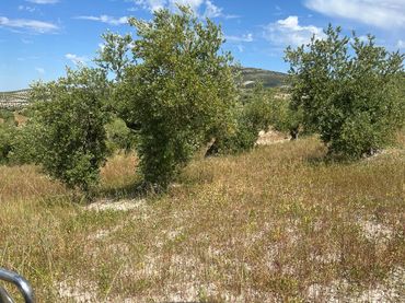 Terreno rustico in vendita a Baena