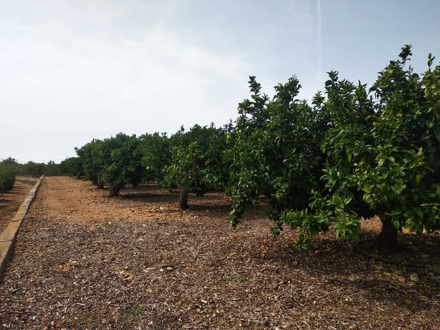 Rural land for sale in Pueblo, imagen 37