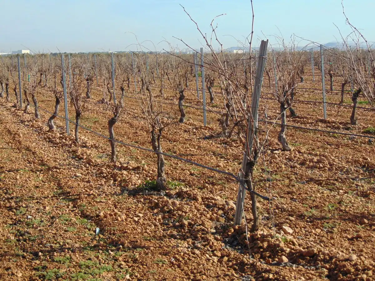 Rural land for sale in Valdepeñas, imagen 23