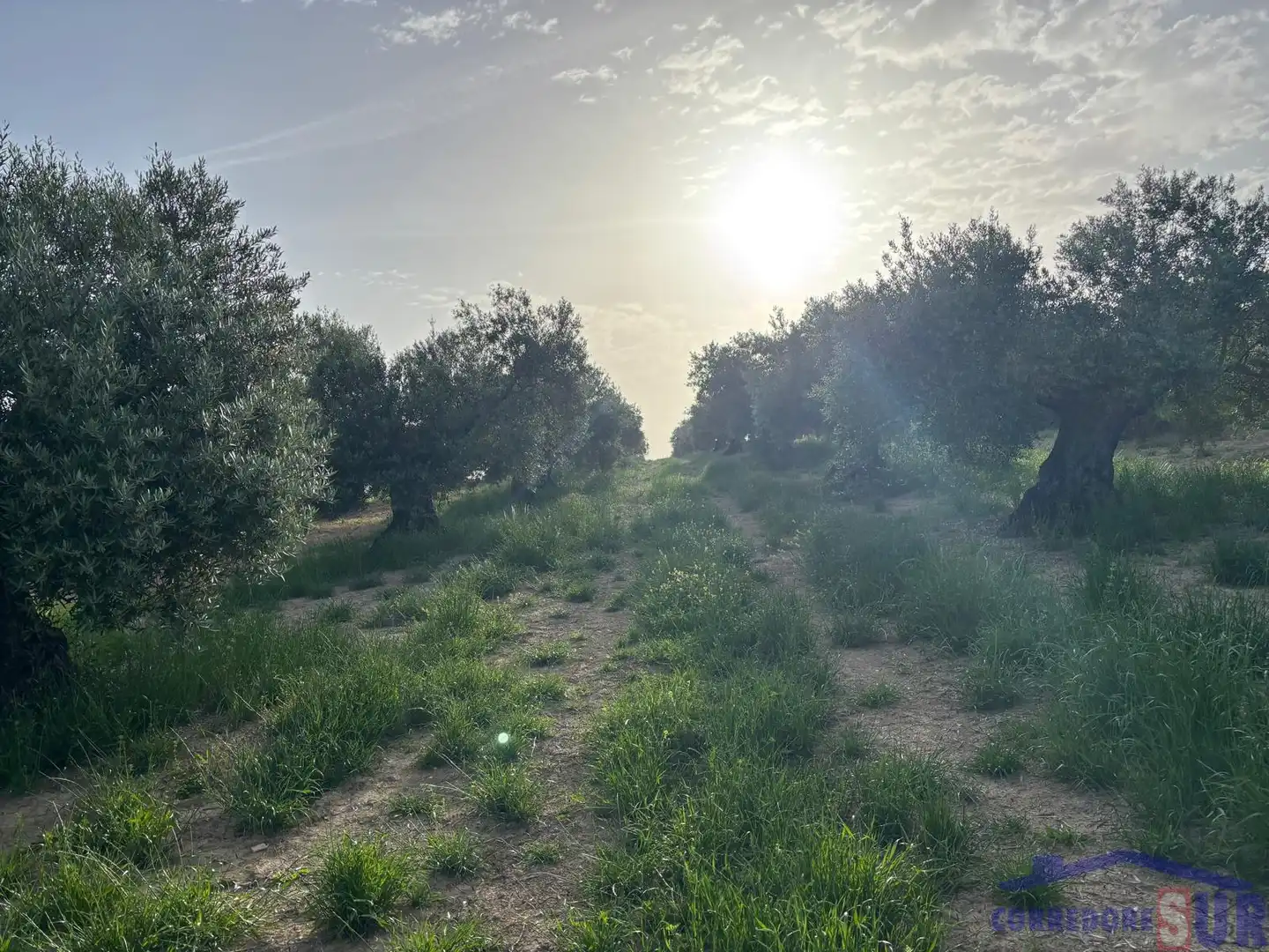 Finca rústica en venta en Bujalance