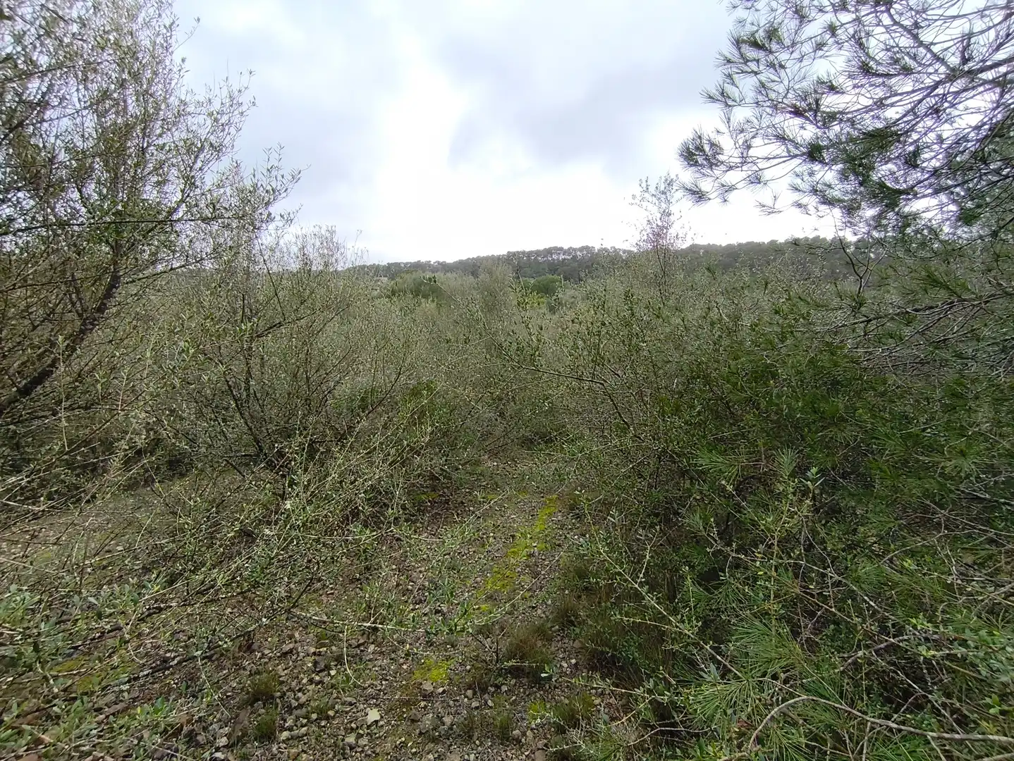 Terrain rustique à vendre à Sant Joan, imagen 2