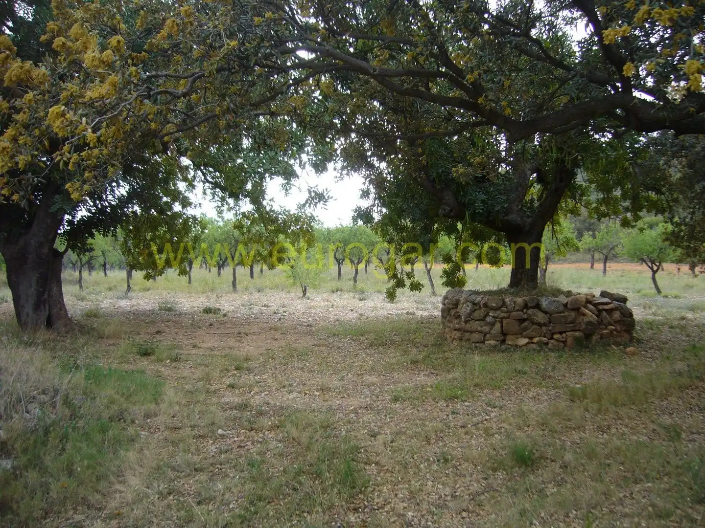 Villa in vendita a Centro, imagen 4
