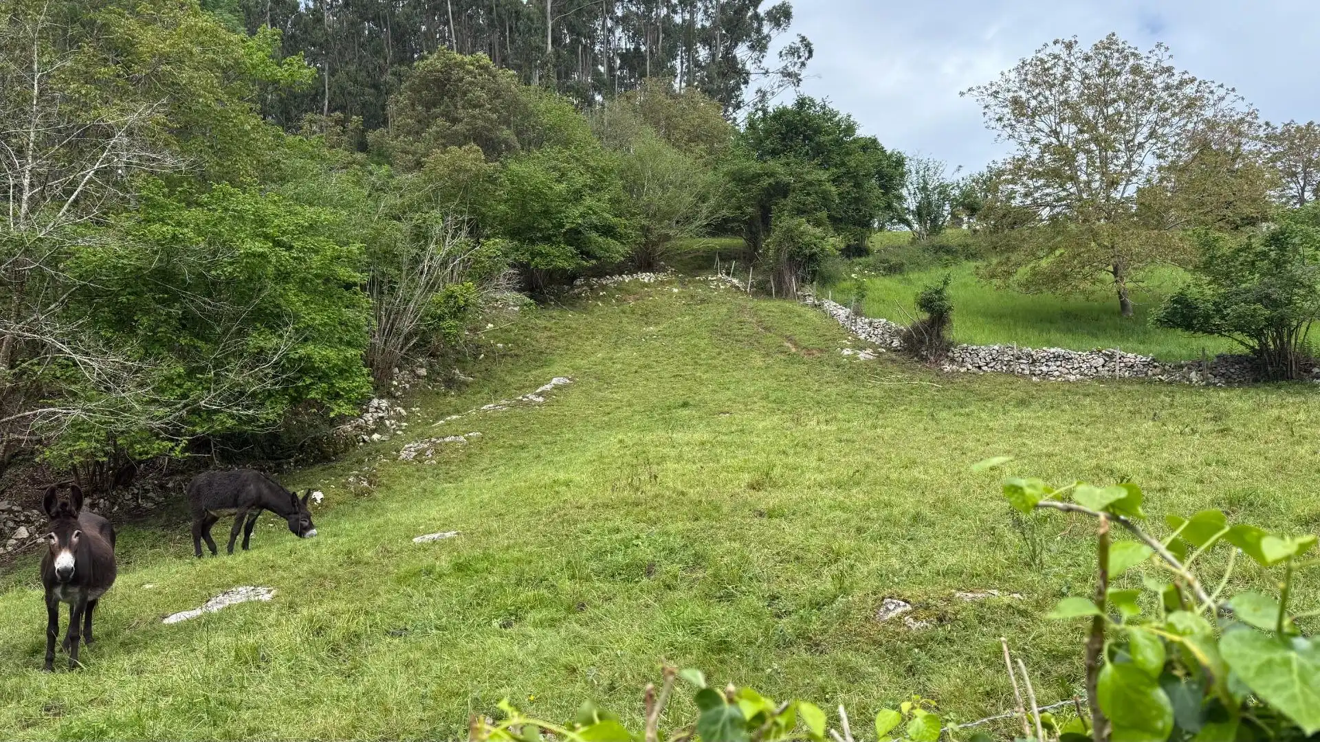 Land for sale in Valdáliga