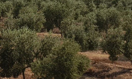 Finca rústica en venda