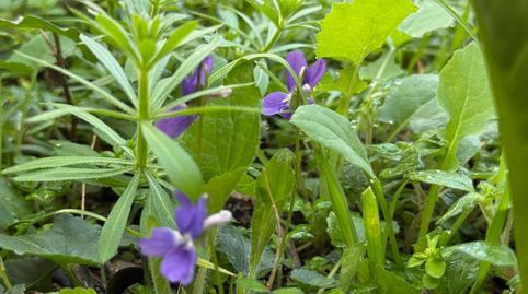 Foto 3 de Casa o xalet en venda a Cardedeu, Barcelona
