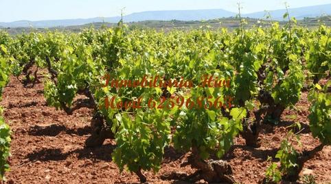 Foto 3 de Finca rústica en venda a Solana de los Barros, Badajoz