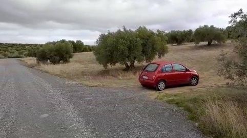 Olivos a la venta en Escuzar de riego., immagine 3