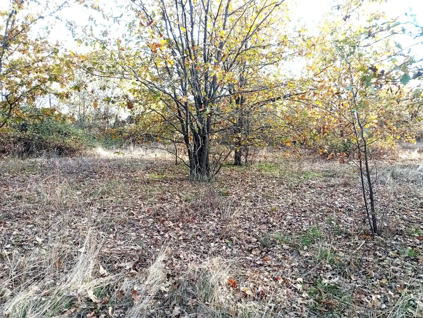 Terreni e lotti in vendita a Viandar de la Vera, imagen 25