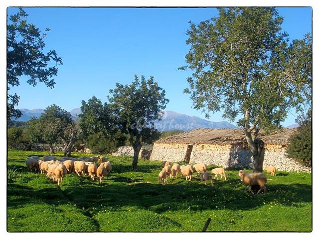 Finca rústica en Venta en lloret de vista alegre en Lloret de Vistalegre