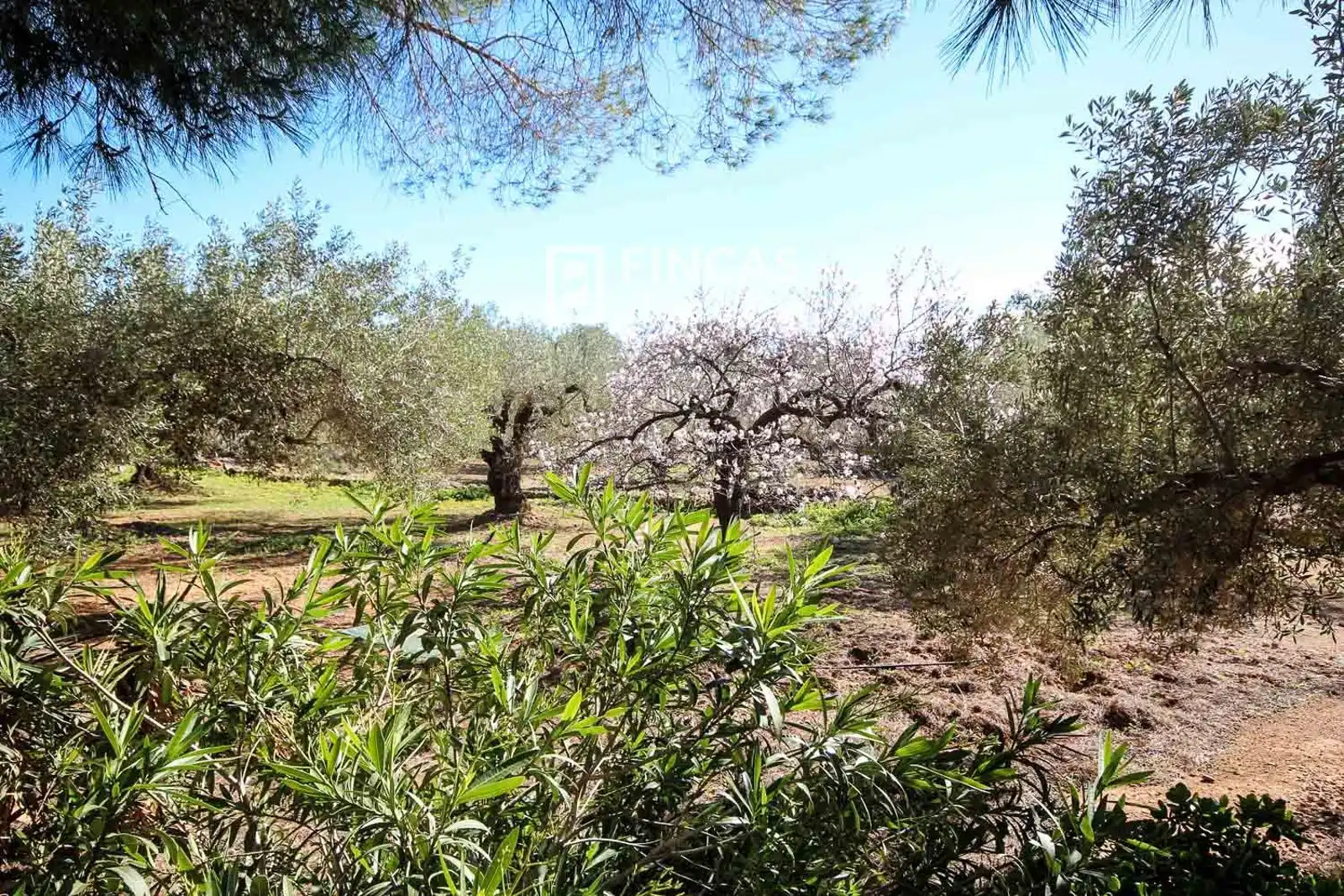 Finca rústica en venda en Camarles amb Terrassa i Moblat