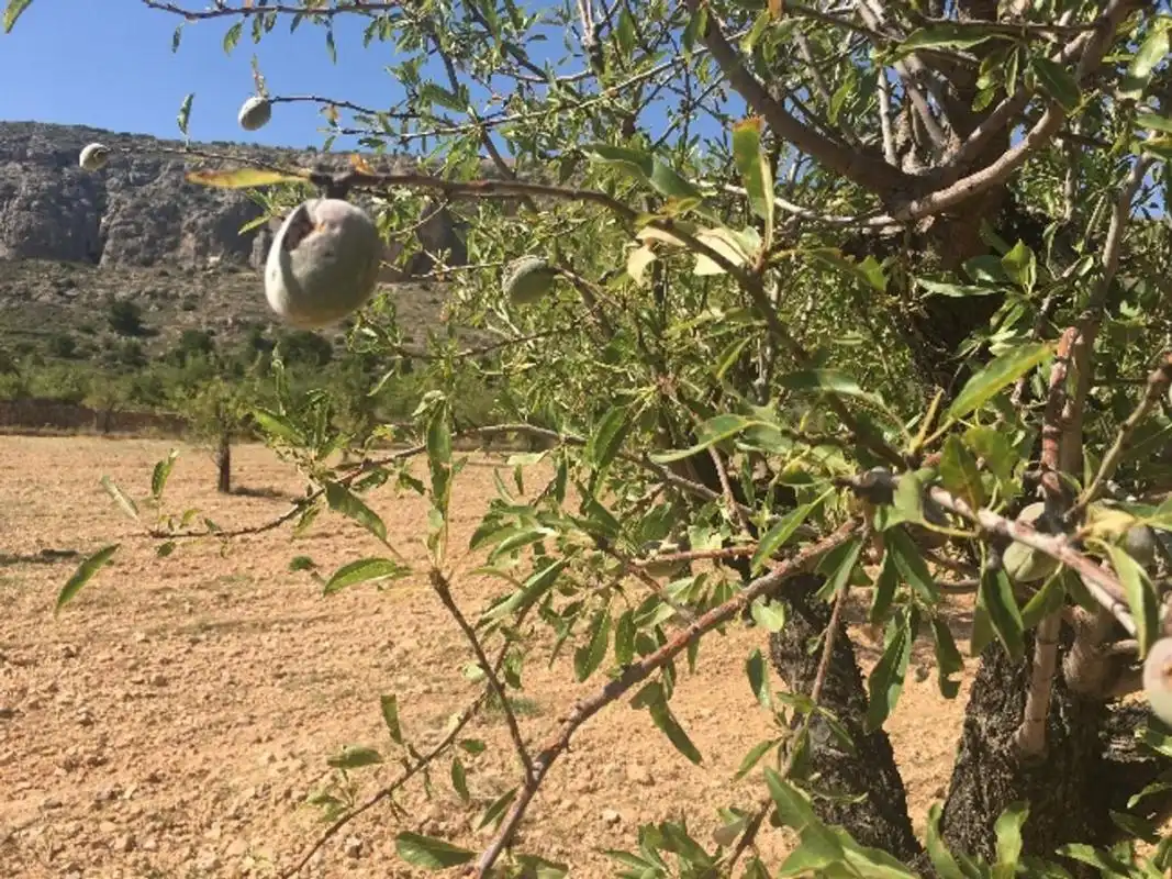 Terreny rústic en venda a Ctra. Algueña, imagen 8