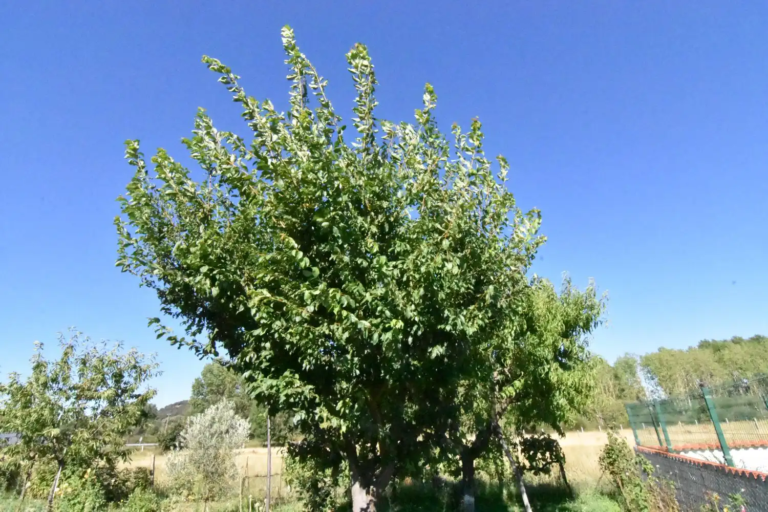 Jardín de Finca rústica en venta en Ciudad Rodrigo