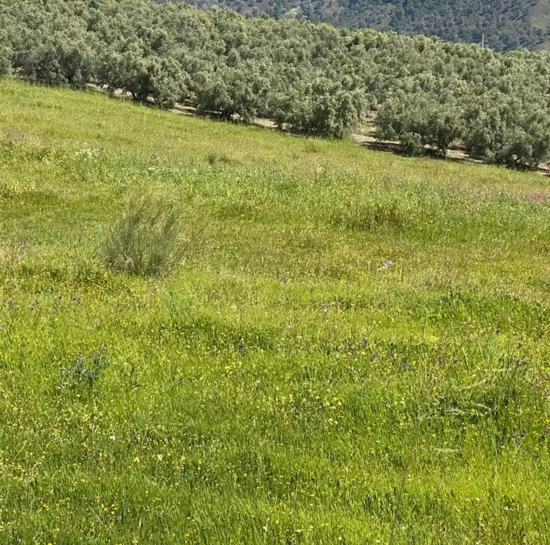 Terreni e lotti in vendita a Casarabonela, imagen 6