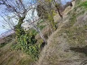 Casa con piscina en venta en Carretera de Caniles, imagen 6
