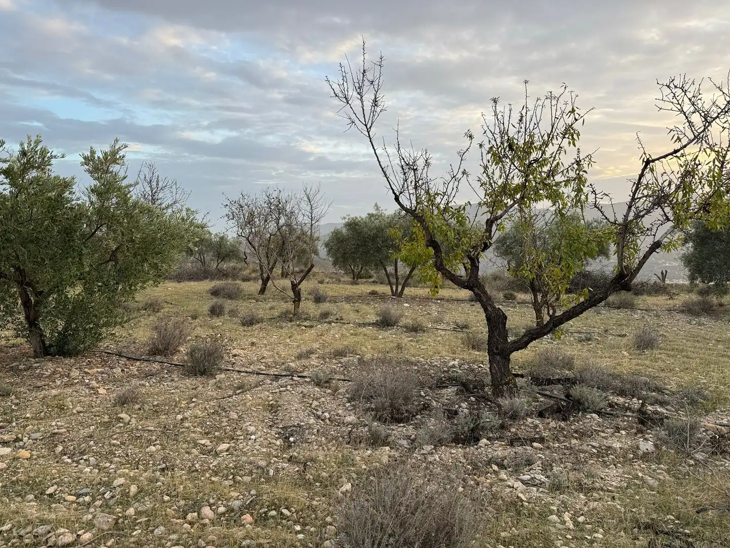 Terreno rustico in vendita a Lecrín, imagen 16