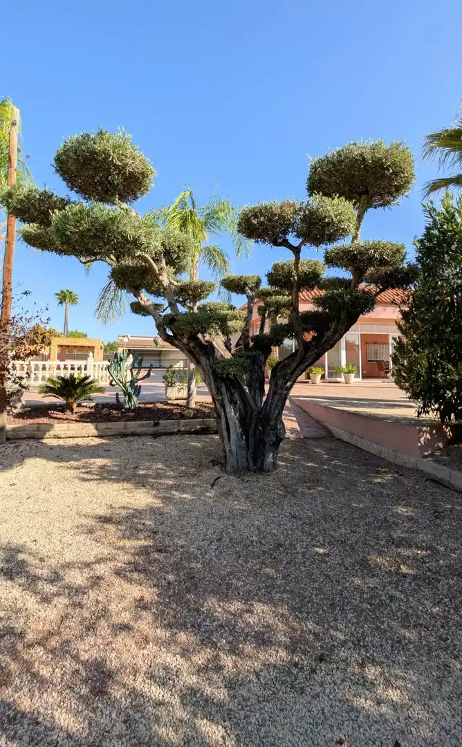 Villa avec piscine à vendre à La Algoda - Matola - Llano de San José, imagen 47