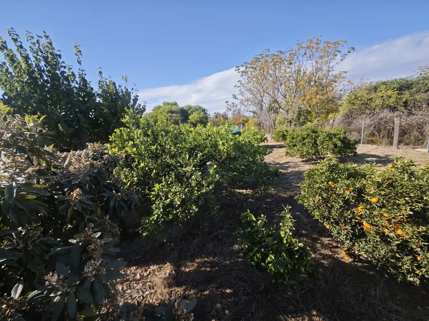 Garden of Land for sale in Murcia