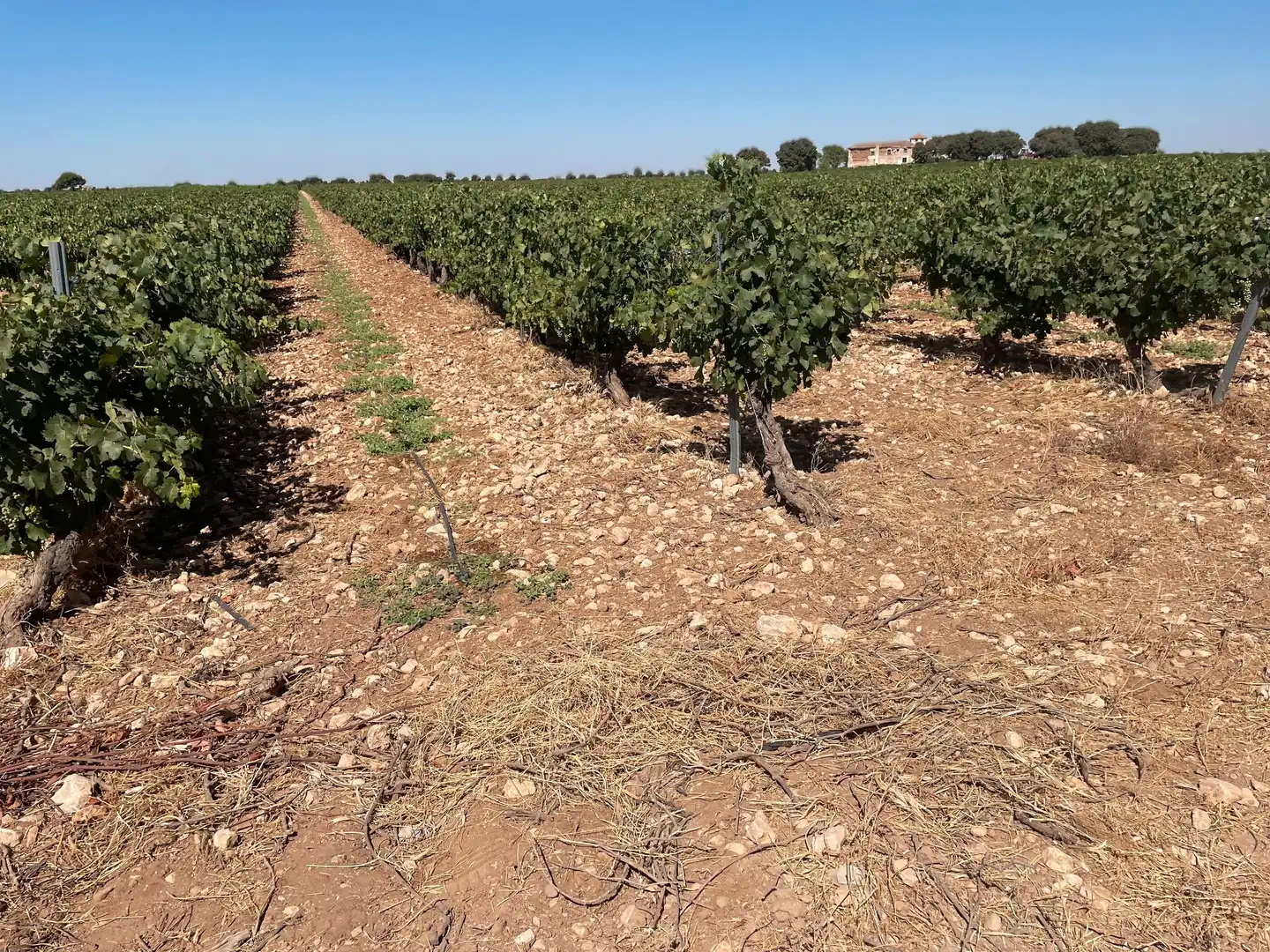 Terreni e lotti in vendita a Las Mesas, imagen 8
