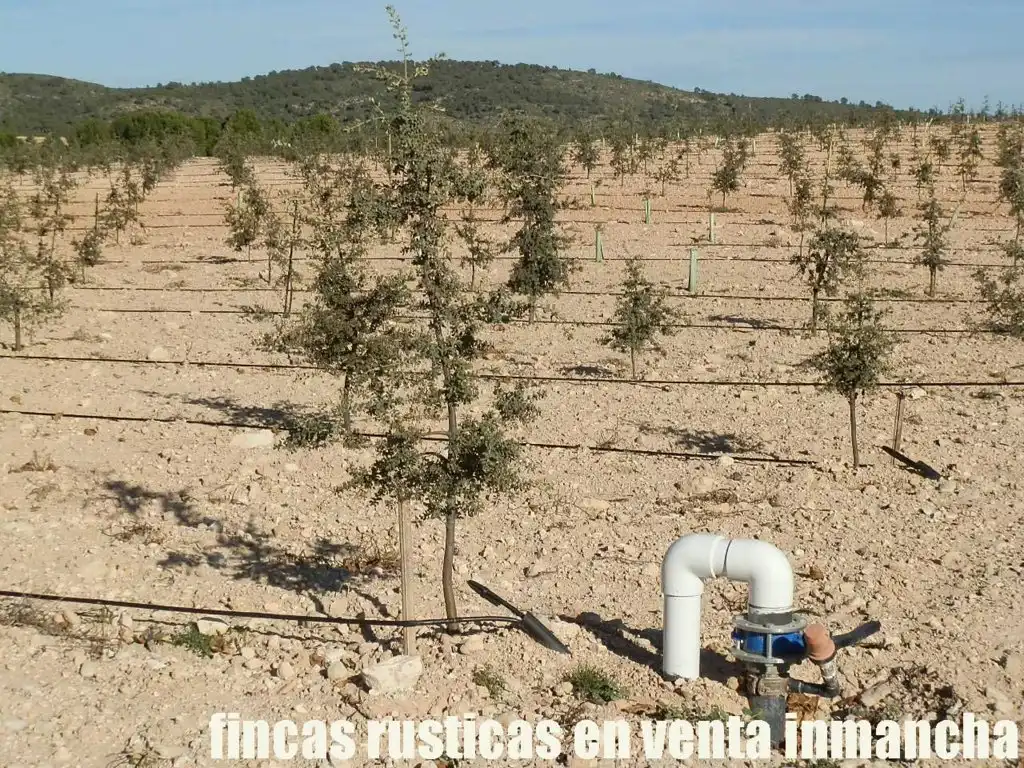 Rustikales Grundstück zum Verkauf in Jumilla, imagen 20