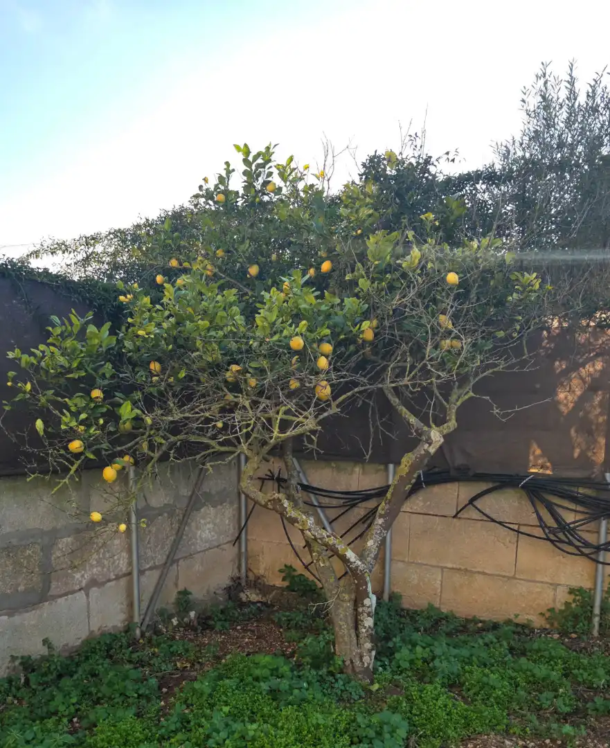 Garden of Country homes for sale in Manacor  with Air Conditioner, Private garden and Terrace
