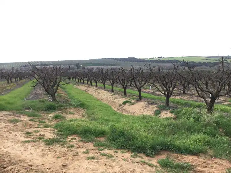Terreno rústico en venta en Huévar del Aljarafe, imagen 26