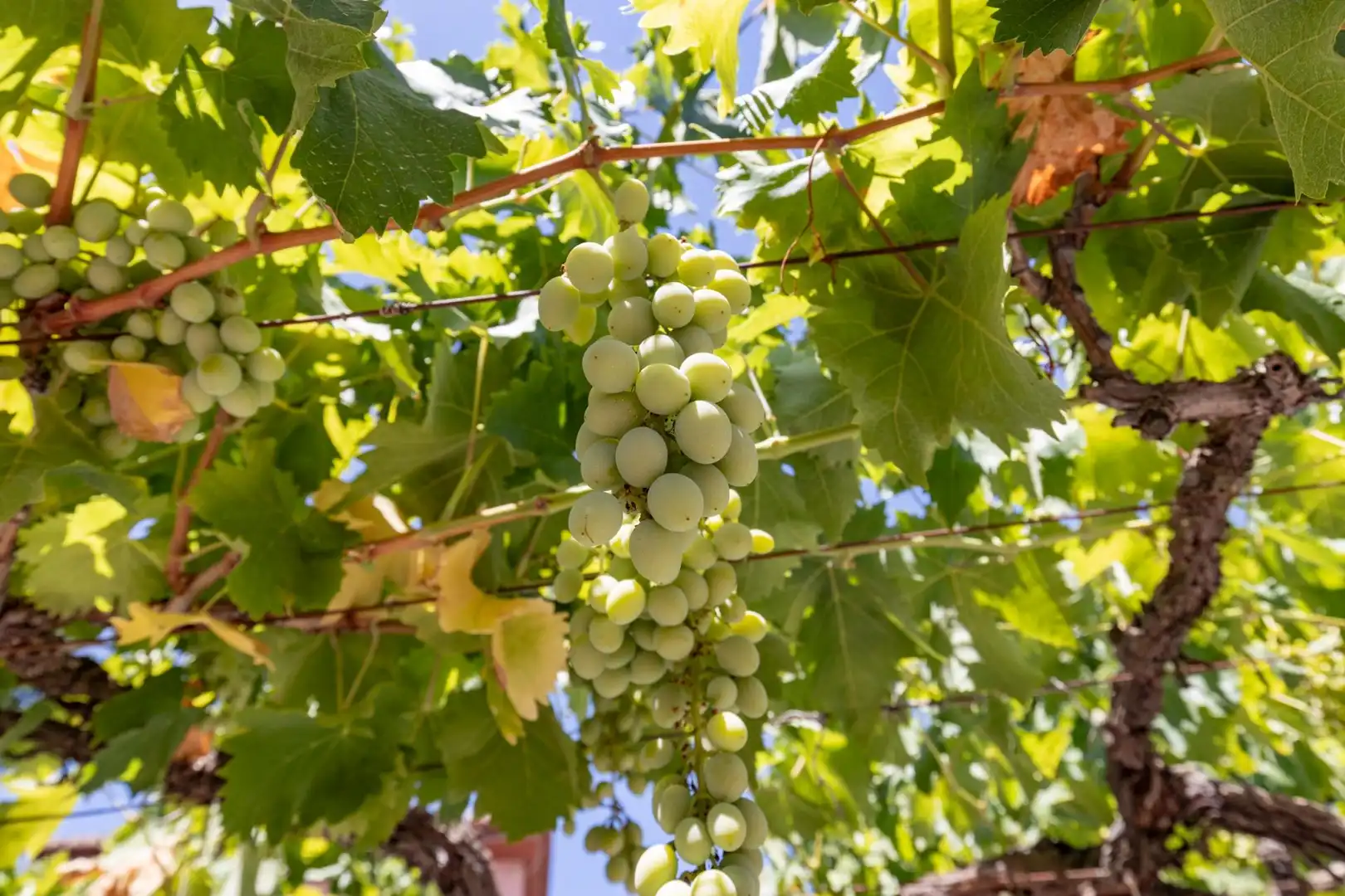 Jardí de Casa o xalet en venda en Las Gabias amb Piscina comunitària