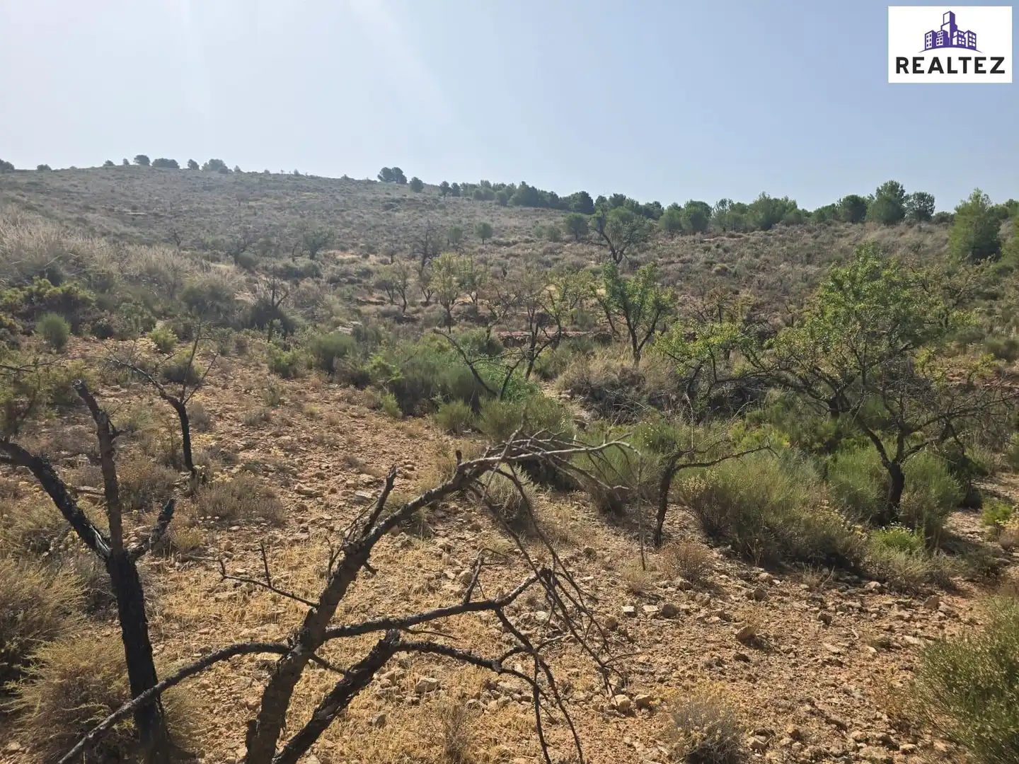 Terrain rustique à vendre à Alcolea, imagen 14