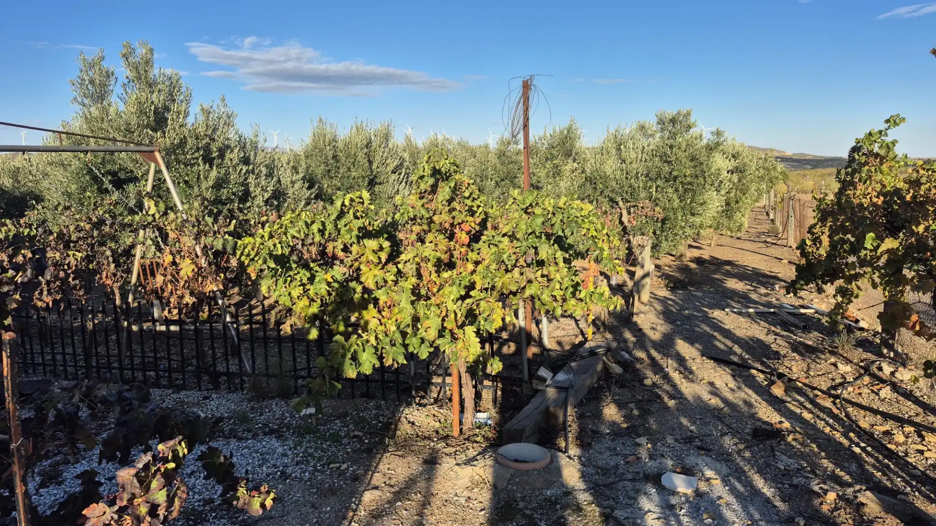 Terreny en venda en Alcóntar