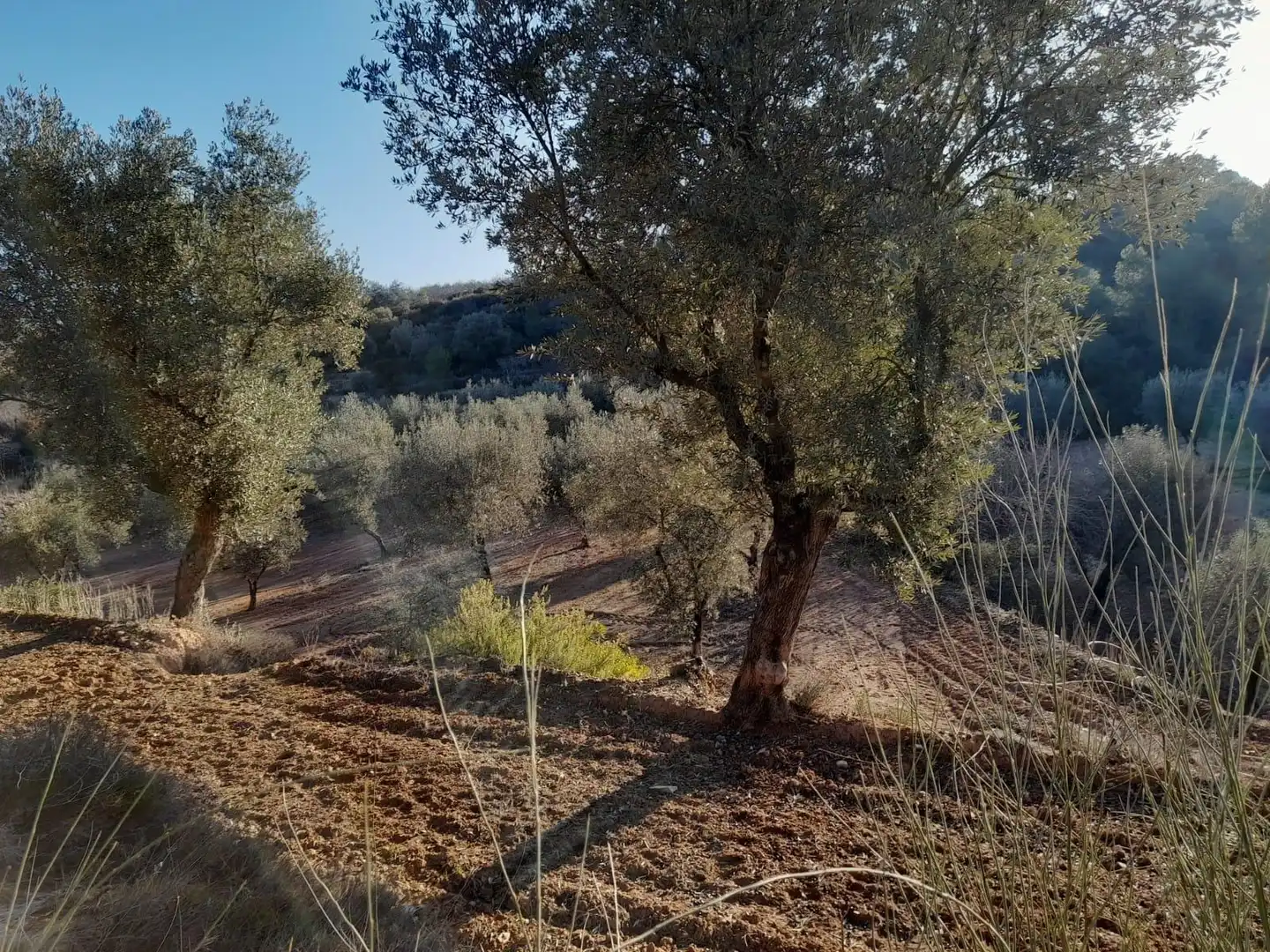 Terreno rústico en venta en Corbera d'Ebre, imagen 10