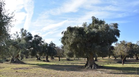 Finca rústica con maset a rehabilitar y olivos, immagine 5
