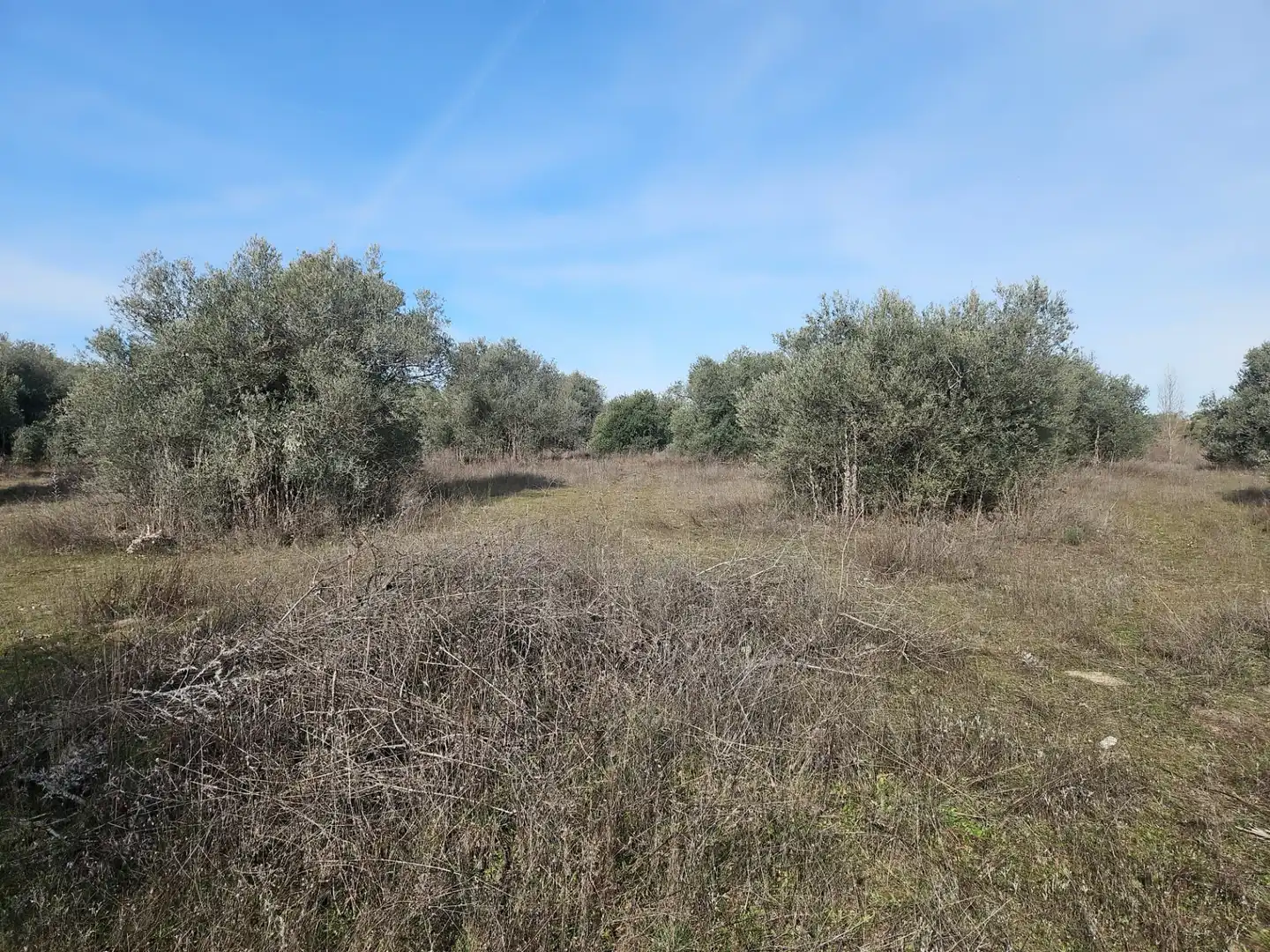 Rural land for sale in Diseminado Carril Toledano, imagen 4