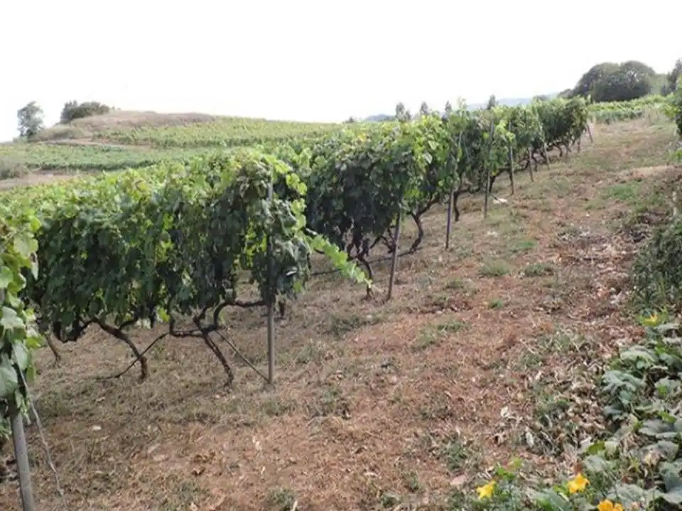 Finca rústica en venda en Tacoronte amb Jardí privat i Traster