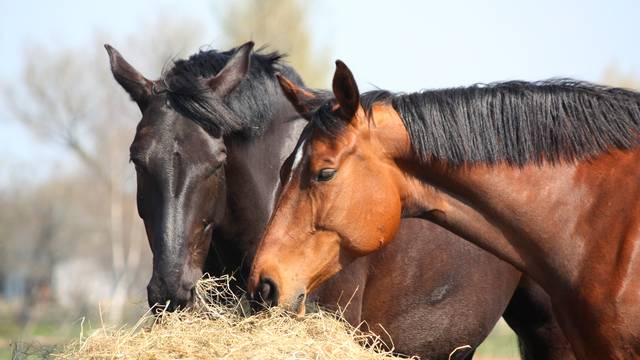 Terreno en Alquiler en Riudecols