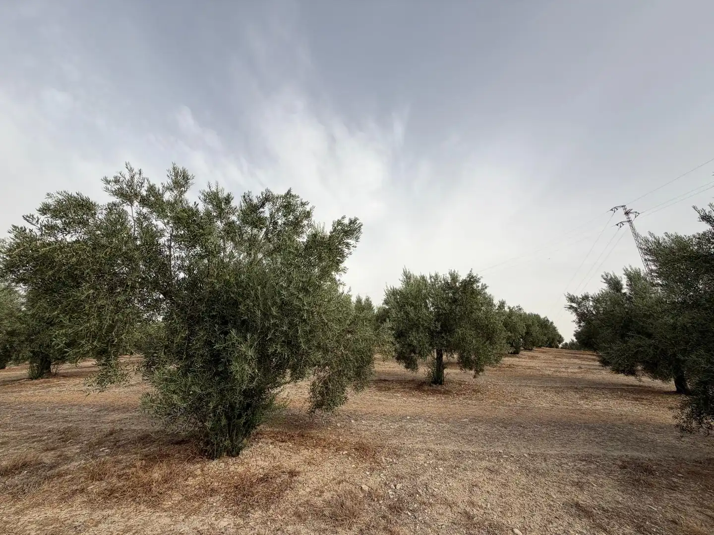 Rural land for sale in Iznalloz, imagen 3