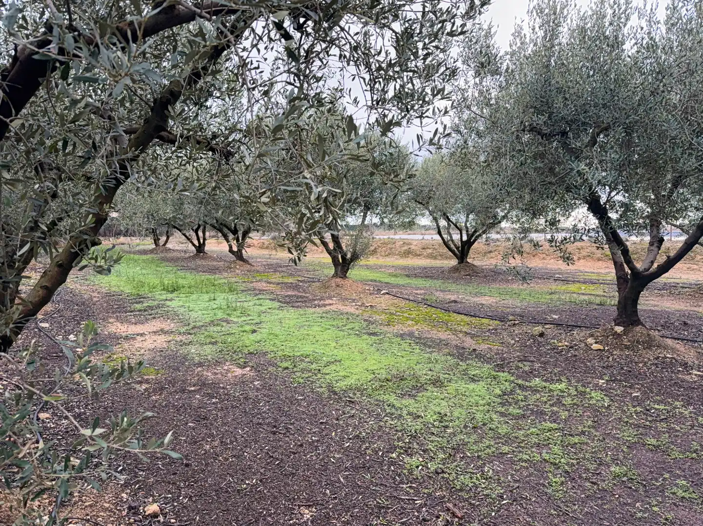 Terrain rustique à vendre à Carretera a la Maso 1G, imagen 30