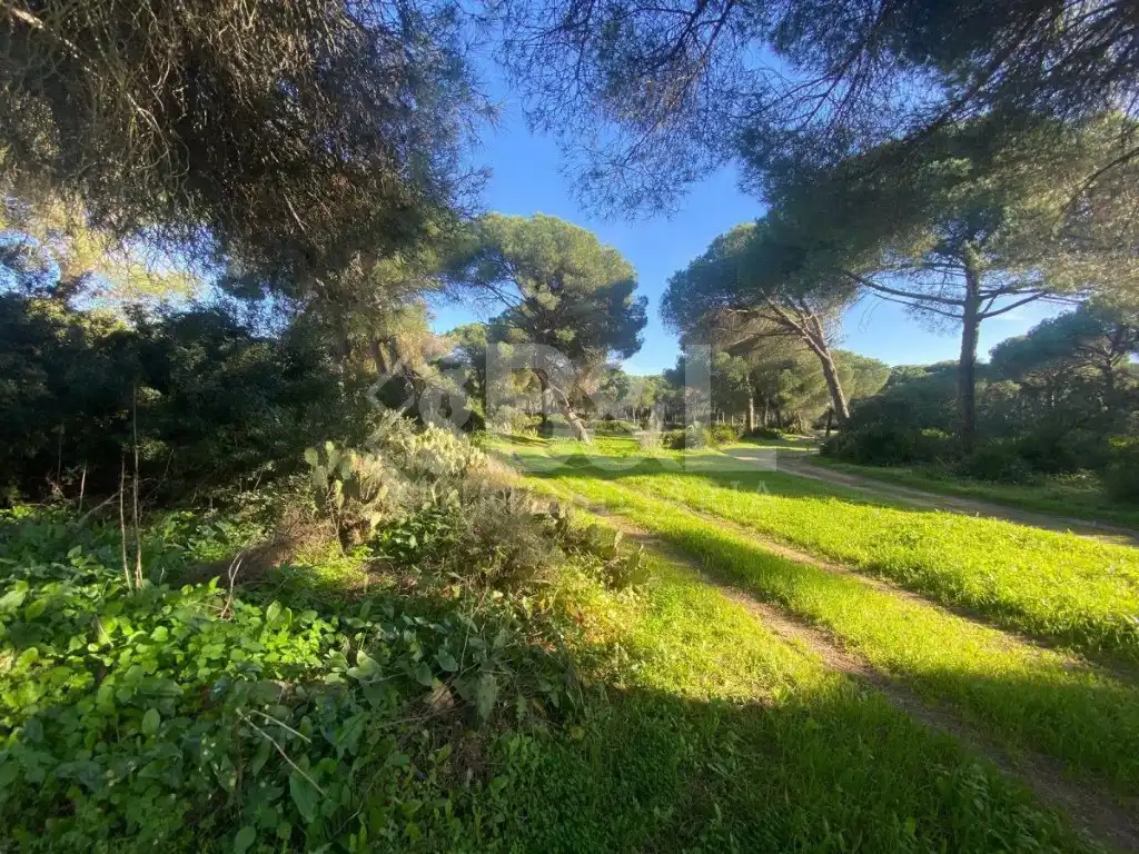 Finca rústica en venta en Gibraleón