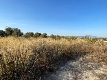 Terrenos y solares en venta en Pliego