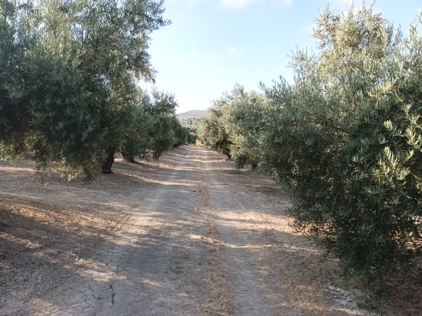 Terreno en venta en Villacarrillo