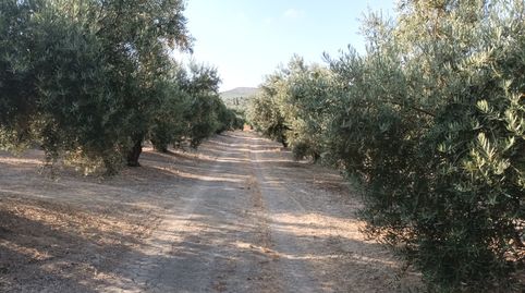 5.200 - OLIVOS 2 PIES RIEGO