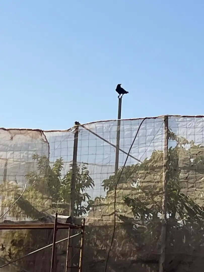 Jardín de Residencial en venta en El Pinar de El Hierro