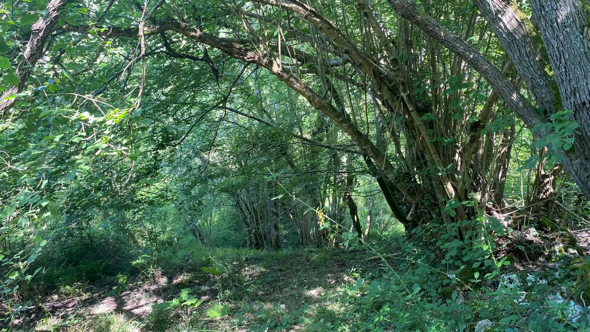 Terreno rustico in vendita a SEGÜENCO, imagen 17