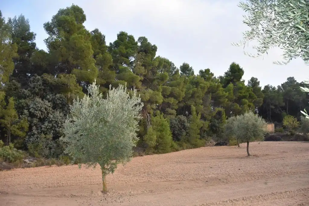 Terreni e lotti in vendita a Valderrobres, imagen 2