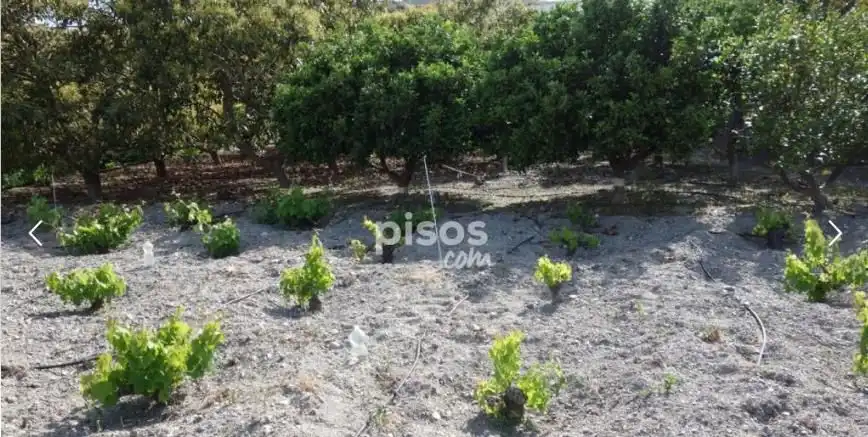 Terreno rústico en venta en Motril  ciudad, imagen 4
