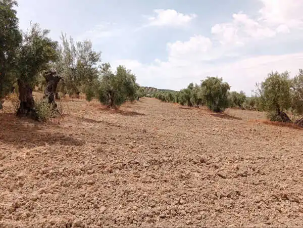 Terreni e lotti in vendita a Porcuna, imagen 3