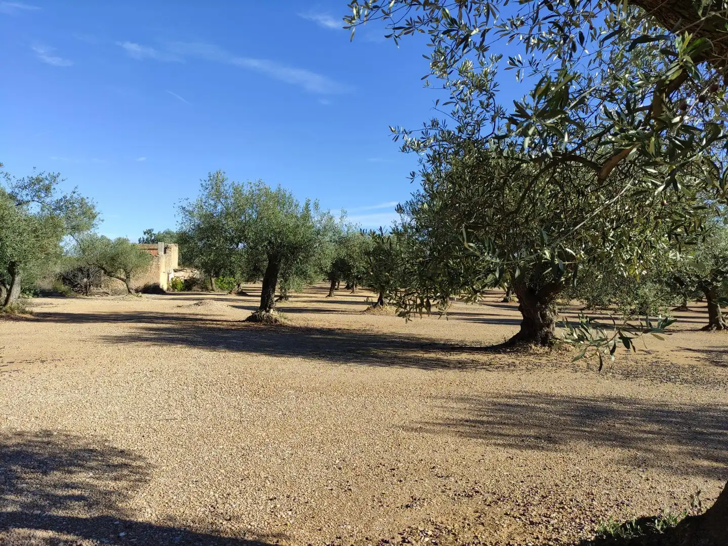Terreno rustico in vendita a Carrer Verge de Gràcia, imagen 10