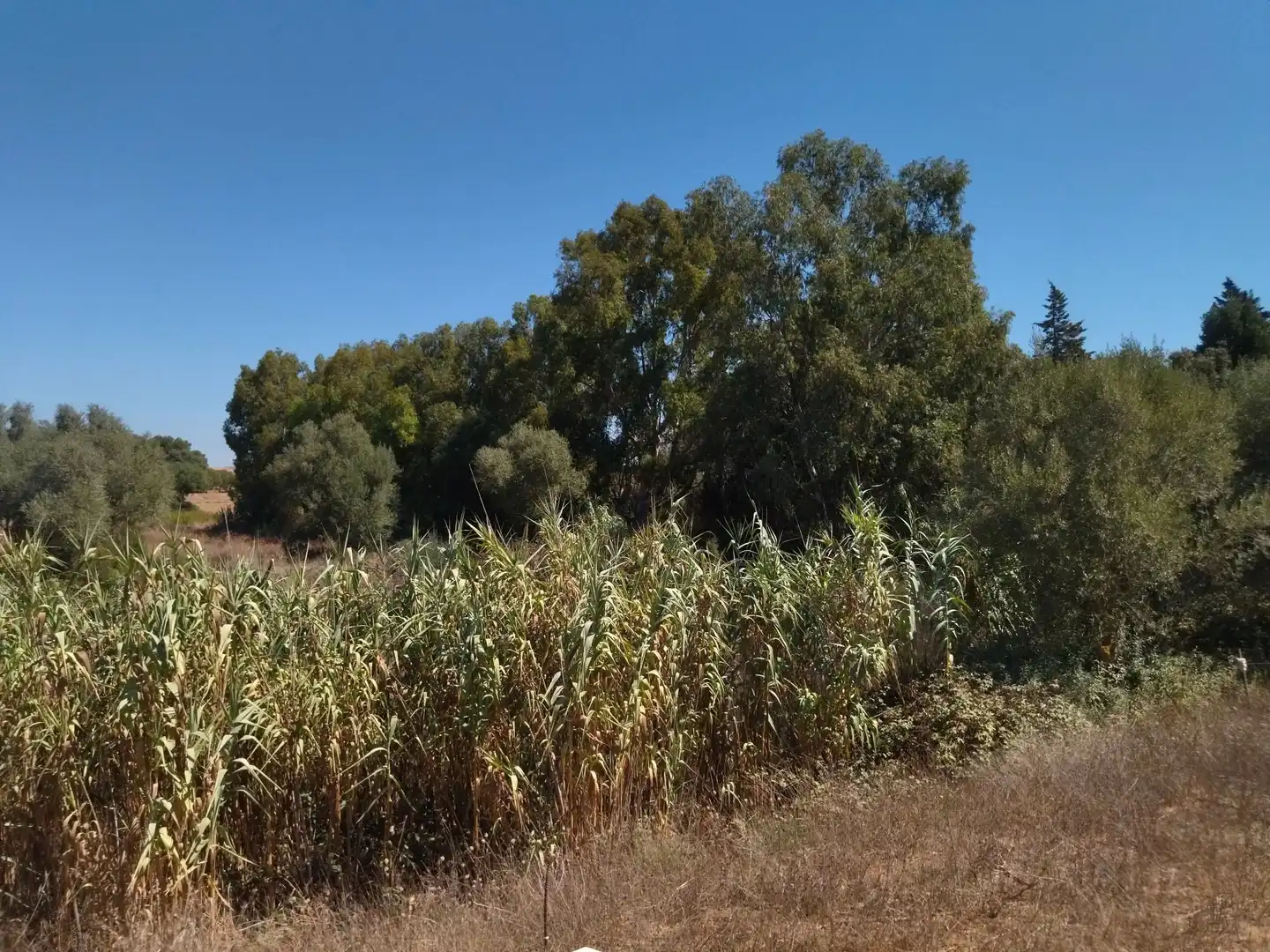 Terreno en venta en Vejer de la Frontera