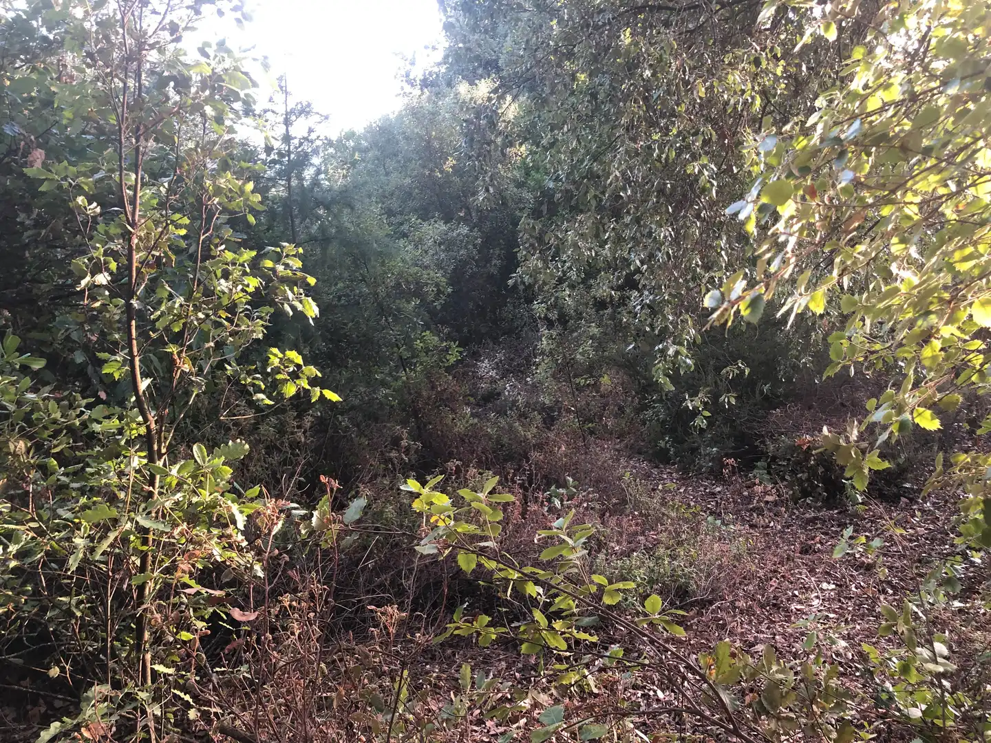Terreno residencial en venta en Camino Mataro de 67, imagen 16