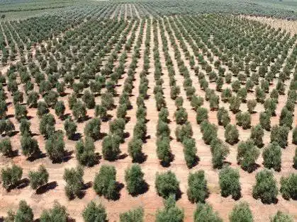 Terreno rustico in vendita a Villanueva de la Concepción, imagen 2