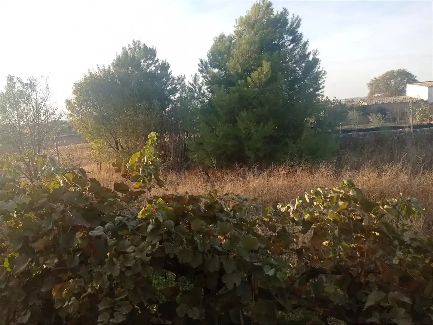 Nau industrial en venda en Villar de Cañas