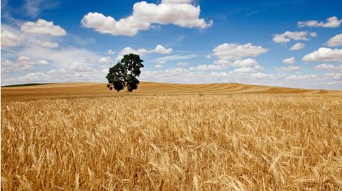 FINCAS 9,17 HA cultivables en Guimerá, immagine 2